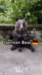 Sieg Heil Bear